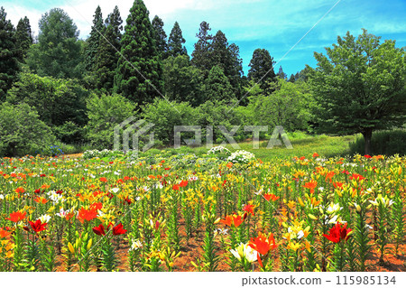 飯田平百合園 飯田平百合園 115985134