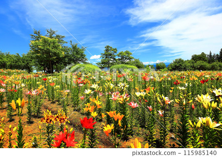 Iide Dondendaira Lily Garden 115985140