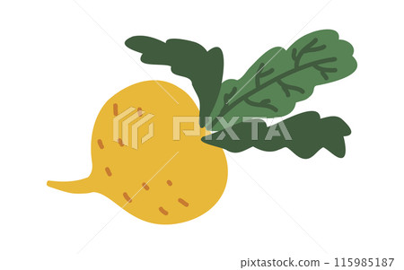 Hand drawn raw tasty turnip root vegetable. Jicama bulb root, farm market veggie. 115985187