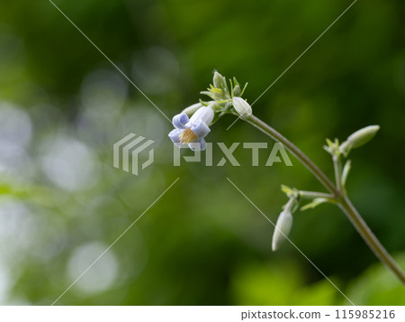 Kusabotan blooming in a Japanese forest in summer 115985216