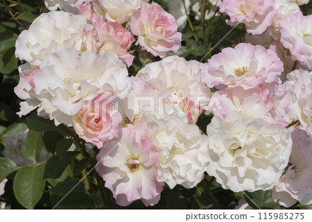 White and pink rose flower White and pink rose flower 115985275