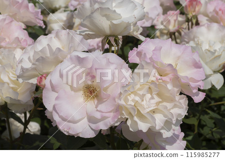 White and pink rose flower White and pink rose flower 115985277