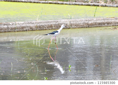 Sandpiper, Black-winged Sandpiper Sandpiper, Black-winged Sandpiper 115985300
