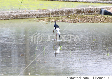 Sandpiper, Black-winged Sandpiper Sandpiper, Black-winged Sandpiper 115985304