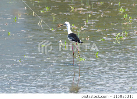 鷸、鷸 鷸、鷸 115985315