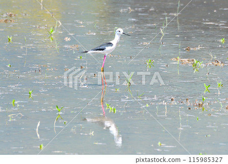 Sandpiper, Black-winged Sandpiper Sandpiper, Black-winged Sandpiper 115985327