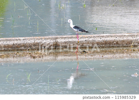 Sandpiper, Black-winged Sandpiper Sandpiper, Black-winged Sandpiper 115985329
