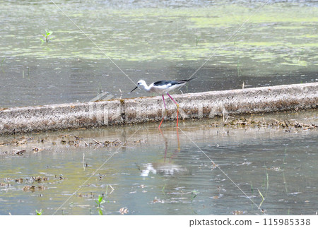Sandpiper, Black-winged Sandpiper 115985338
