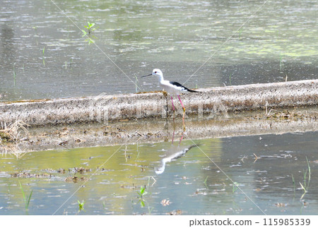 Sandpiper, Black-winged Sandpiper 115985339