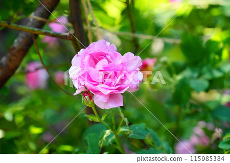 Dark Pink Rose Flower Up 115985384
