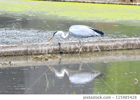 Egret, Grey Heron Egret, Grey Heron 115985428