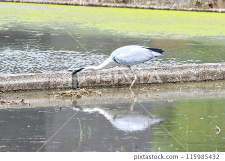 Egret, Grey Heron 115985432