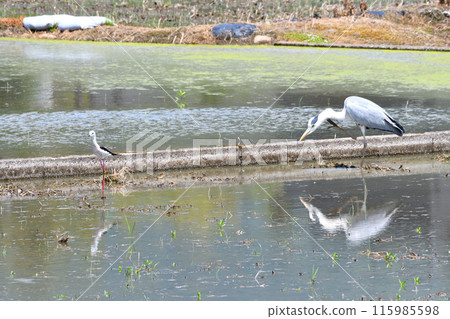 Black-winged Stilt and Grey Heron 115985598