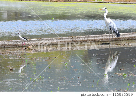 Black-winged Stilt and Grey Heron 115985599