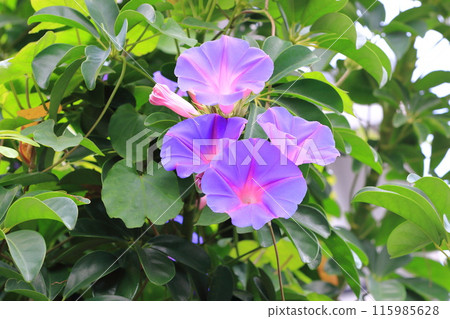 盛開的琉球牽牛花 115985628