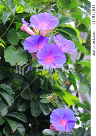 Ryukyu morning glory in full bloom 115985631