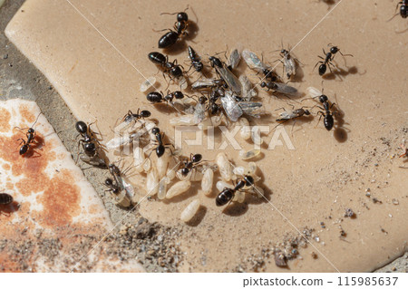 A nest of black ants under a flowerpot. Ant eggs, winged ants, and pupae are all in a panic. 115985637