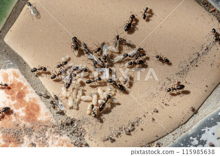 A nest of black ants under a flowerpot. Ant eggs, winged ants, and pupae are all in a panic. 115985638