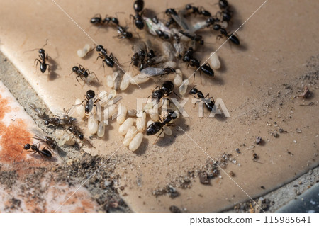 A nest of black ants under a flowerpot. Ant eggs, winged ants, and pupae are all in a panic. 115985641