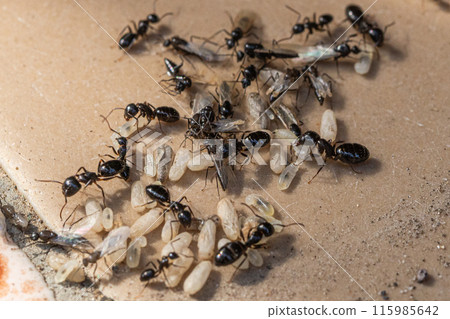 A nest of black ants under a flowerpot. Ant eggs, winged ants, and pupae are all in a panic. 115985642