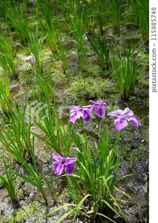 Flower festival Flower festival 115985748