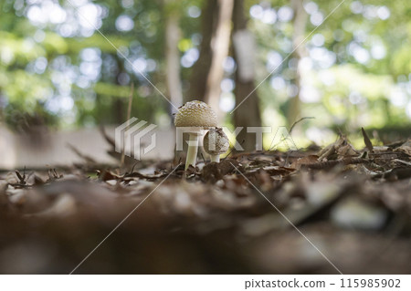 天狗兄弟 115985902