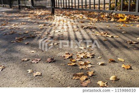 Gray asphalt urban pathway with dry fallen leaves. Stripes of light and shadow from metallic fence. Gray asphalt urban pathway with dry fallen leaves. Stripes of light and shadow from metallic fence. 115986010