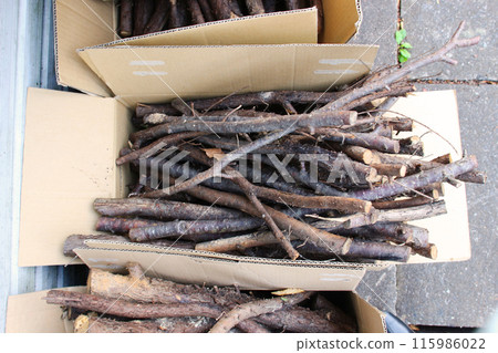 Photo of cut tree branches placed in cardboard 115986022