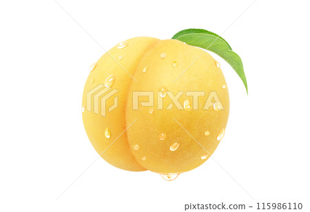 Golden peach illustration, realistic, white background 115986110