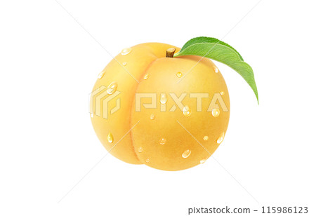 Golden peach illustration, realistic, white background 115986123