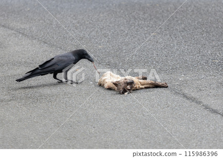 A crow eating the carcass of an animal. A hardworking crow scavenging for carrion. 115986396
