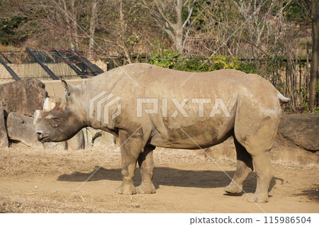 從側面看東部黑犀牛 從側面看東部黑犀牛 115986504