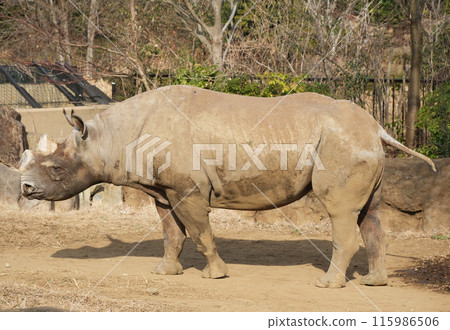 Eastern black rhinoceros seen from the side Eastern black rhinoceros seen from the side 115986506