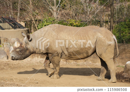 從側面看東部黑犀牛 從側面看東部黑犀牛 115986508