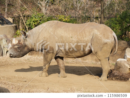 Eastern black rhinoceros seen from the side Eastern black rhinoceros seen from the side 115986509