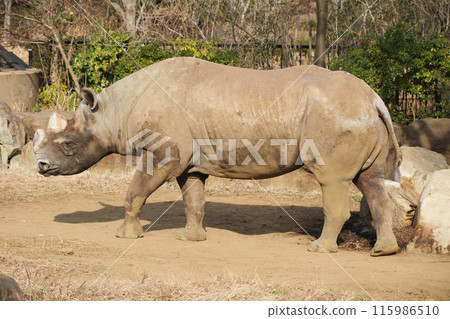Eastern black rhinoceros seen from the side Eastern black rhinoceros seen from the side 115986510