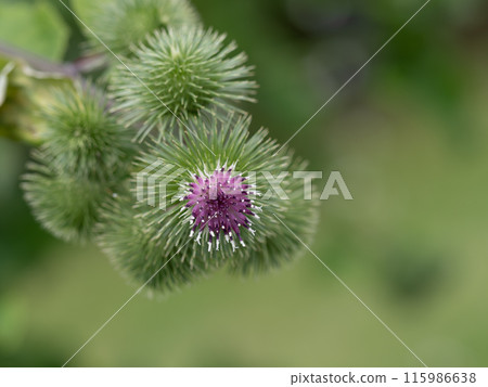 Burdock flower Burdock flower 115986638