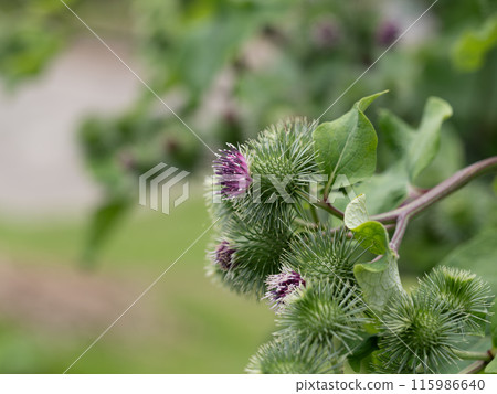 紅紫色牛蒡花 115986640