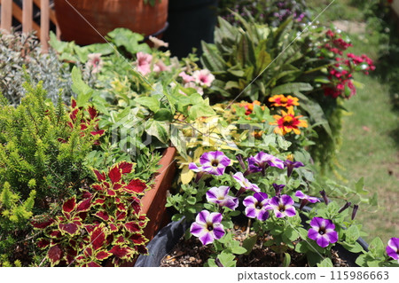 夏季花卉種植及盆栽 115986663
