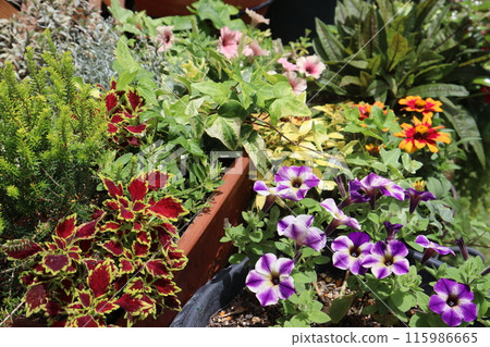 色彩繽紛的夏日鮮花和盆栽 115986665
