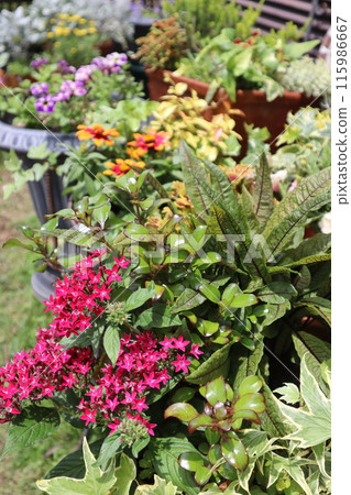 Summer red flower arrangements and pots 115986667