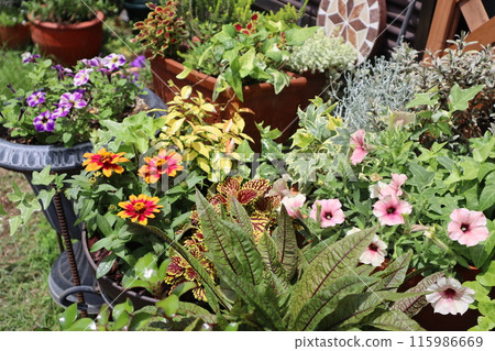 Safinia 群植及群盆 115986669