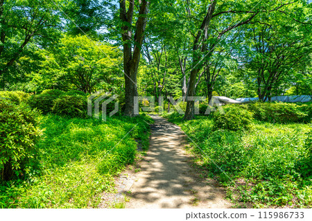 [東京]初夏綠意盎然的日比谷公園 115986733