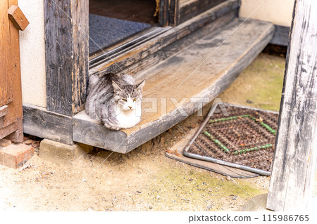 Cat on the veranda, White pheasant, Old house, Japanese hometown, Japanese original scenery Cat on the veranda, White pheasant, Old house, Japanese hometown, Japanese original scenery 115986765