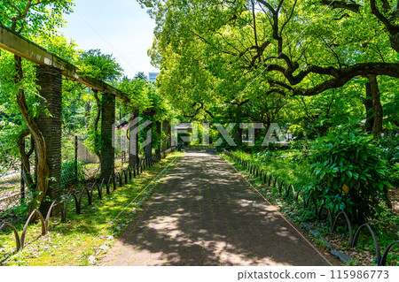 [東京]初夏綠意盎然的日比谷公園 115986773