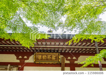 Chusonji Temple, Fudo Hall, Prayer Hall. The principal image of the Buddha, Acala, is a Buddha who destroys evil and corrects our mistakes. He has a rather stern face. 115986886