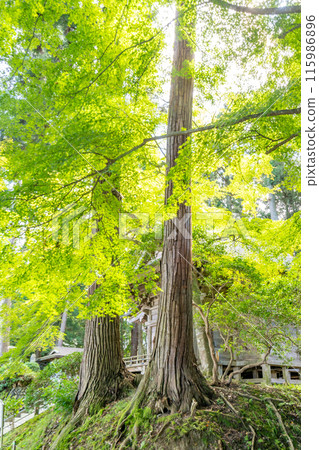 中尊寺月見坂：江戶時代種植的樹齡300年的杉樹，遮蔭迎接參拜者，營造莊嚴的氛圍。 115986896