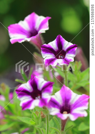 Petunia (Super Tunia Vista) 115986898