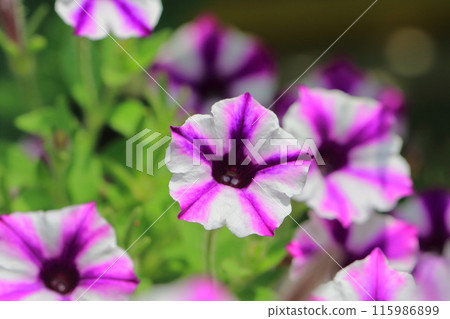 矮牽牛（超級突尼斯Vista） 115986899