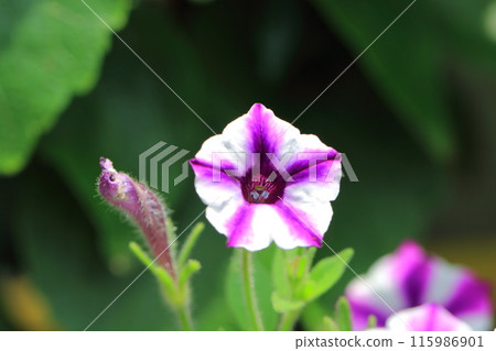 Petunia (Super Tunia Vista) 115986901